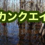 【UMA】スカンクエイプ　未確認生物