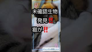 【short】未確認生物発見猫がかわいすぎる