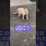 【都市伝説ではなかった】本当にあった野良猫達のネットワーク#shorts