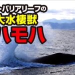 グレートバリアリーフの巨大水棲獣　モハモハ