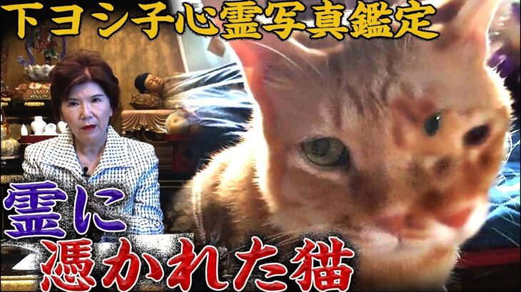 【下ヨシ子 心霊写真鑑定】霊に憑かれた猫