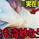 【衝撃】実在する動物ランキングがツッコミどころが満載だったwwwwww#67【なろ屋】【ツッコミ】【都市伝説】