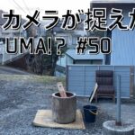 No.50 カメラが捉えた！【衝撃映像！未確認生物！UMA ⁉︎】