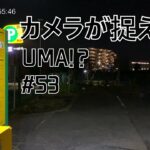 No.53 カメラが捉えた！【衝撃映像！未確認生物！UMA ⁉︎】