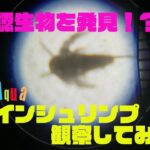 ブラインシュリンプ顕微鏡で観察してみた！未確認生物のようだった