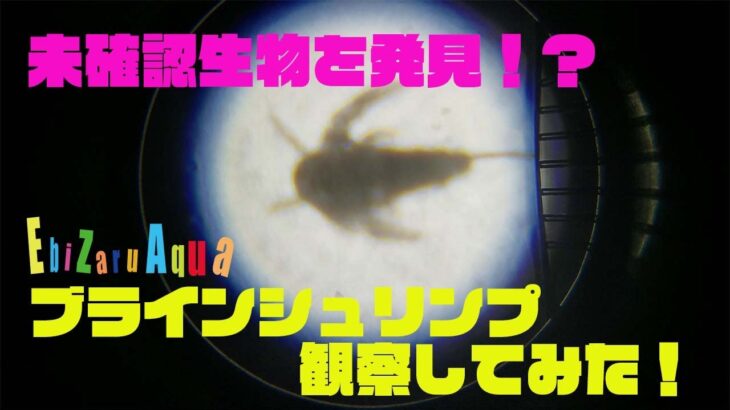 ブラインシュリンプ顕微鏡で観察してみた！未確認生物のようだった