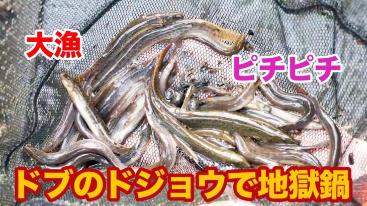 【都市伝説？】ドブで採れたピチピチドジョウは豆腐に入るのか…？