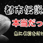 【ヤマメ】大好物のメダカに飛び付くヤマメ達　【都市伝説】魚に名前を付けてはいけない。本当でした。