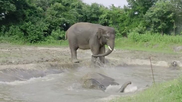 【 未確認生物？ 】水溜りに現れた謎の生物！？　スマトラゾウの水遊び