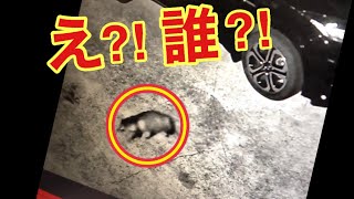 【野良猫 (地域猫) 】の餌場の 防犯カメラに映る 未確認生物