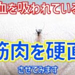 【ヘビフロ】蚊を破裂させる都市伝説は本当なのか自分の身体で試すヘビフロッグ