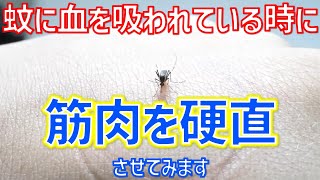 【ヘビフロ】蚊を破裂させる都市伝説は本当なのか自分の身体で試すヘビフロッグ