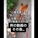 心霊現象！恐怖体験🥶 例の反響があった動画のその後の話です😭#心霊現象 #ホラー #怖い #こわい #怪奇現象 #その後 #続き #おすすめ #おもしろ #柴犬 #可愛い @柴犬コロと猫のあんこ