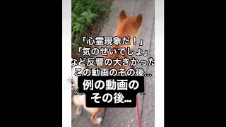 心霊現象！恐怖体験🥶 例の反響があった動画のその後の話です😭#心霊現象 #ホラー #怖い #こわい #怪奇現象 #その後 #続き #おすすめ #おもしろ #柴犬 #可愛い @柴犬コロと猫のあんこ