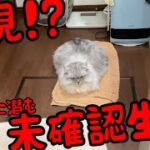 脱衣所に猫みたいな未確認生物がいましたw