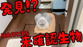 脱衣所に猫みたいな未確認生物がいましたw