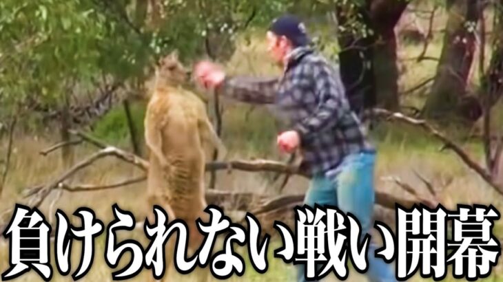 【衝撃】実在する動物ランキングがツッコミどころ満載だったwwwwww#71【なろ屋】【ツッコミ】【都市伝説】【衝撃】