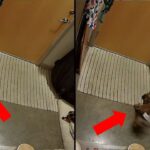 【世界最恐映像】犬猫が遭遇した恐怖 など 4選