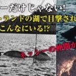 『ネッシーだけじゃない！！』【スコットランドの湖で目撃された水棲獣UMAたち】