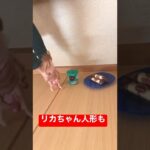 リカちゃん人形が飛ぶ怪奇現象！トリック？心霊？マジック？#shorts