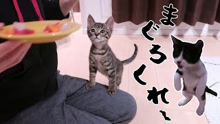 【未確認生物！？】初めて食べるお刺身に前のめりすぎる子猫