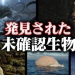 謎多き未確認生物の正体がついに判明しました