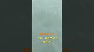 未確認生物？わかる人教えてください