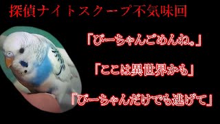 探偵ナイトスクープ不気味回「ぴーちゃんごめんね。」を調査する【都市伝説】