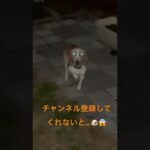 🐶暗闇に現れる未確認生物と目が合いました😱🐶