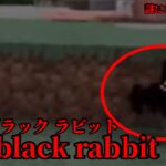 （マイクラ都市伝説29）謎に包まれた存在…ザ・ブラックラビット