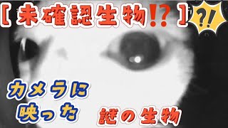 [未確認生物⁉️]監視カメラに映ったウチのマンチカン(笑)🤣(＃46) My munchkin reflected in the surveillance camera🤣