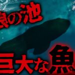 【ミステリー/未確認生物】日本で目撃される6m越えの伝説の超巨大魚!?  高浪の池に語り継がれる池の主「ナミタロウ」