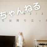 スーパーねこの日！！未確認飛行物体を確認したねこがこちらです。猫と光と音楽アート作品　SONY FX3 FE24mmF1.4GM 4K ねこ動画　Cat Movies ショートねこシネマ