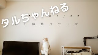 スーパーねこの日！！未確認飛行物体を確認したねこがこちらです。猫と光と音楽アート作品　SONY FX3 FE24mmF1.4GM 4K ねこ動画　Cat Movies ショートねこシネマ