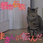 ねこ都市伝説　だるまさんが転んだ　猫　＃Shorts