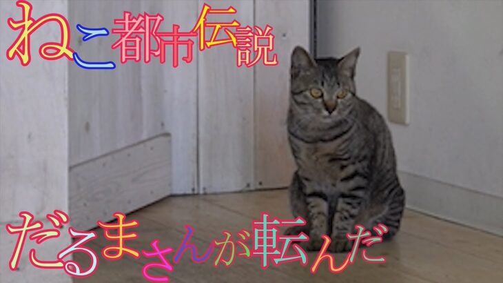 ねこ都市伝説　だるまさんが転んだ　猫　＃Shorts