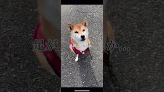 心霊映像⁉︎🥶 足が…😂 つづく🐕 #shorts #柴犬 #怖い #ホラー  #心霊現象 #かわいい こわい 恐怖 心霊 shiba #おもしろ 錯覚 おすすめ @柴犬コロと猫のあんこ