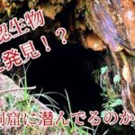 未確認生物調査班  ついに発見！ 捕獲か！？