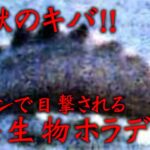 アマゾンで目撃された地獄の牙！！『未確認生物ホラディラ』