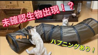 【ハプニングあり】未確認生物で大騒ぎ！？な子猫