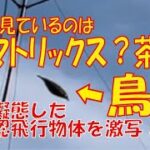 鳥に擬態した未確認飛行物体