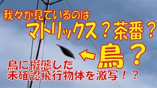 鳥に擬態した未確認飛行物体