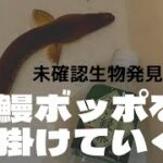 『未確認生物発見か！？』鰻ぼっぽ仕掛け編