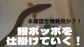 『未確認生物発見か！？』鰻ぼっぽ仕掛け編