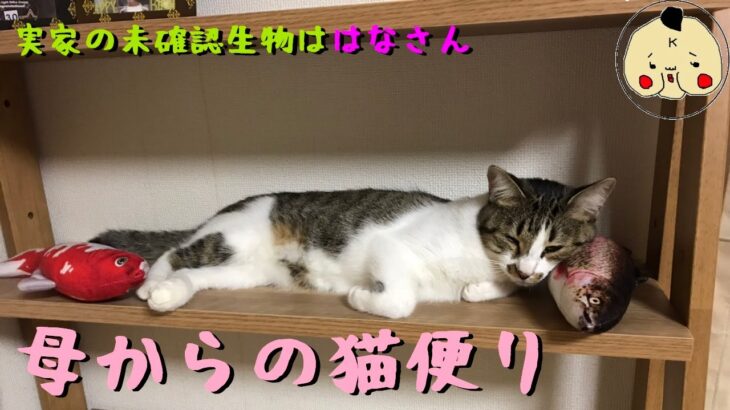 【母からの猫便り】はなちゃんが未確認生物になっていたようです。