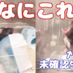 【未確認生物】ふとゲージに目をやるととんでもないことに。トリュフのあくびも撮影成功しました