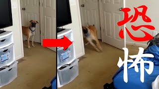 犬の戦慄…など 恐怖映像 4選 【世界最恐映像】