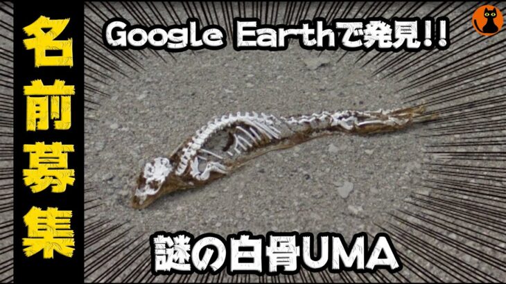 #42.UMA未確認生物図鑑(Google Earth UMA/ペルシア湾の海竜)