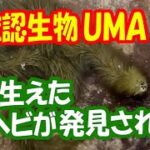 【未確認生物 UMA】 エイリアン 生物か？ 毛の生えたヘビが タイで 発見された！