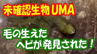 【未確認生物 UMA】 エイリアン 生物か？ 毛の生えたヘビが タイで 発見された！